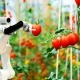 Agricultural robot - manly